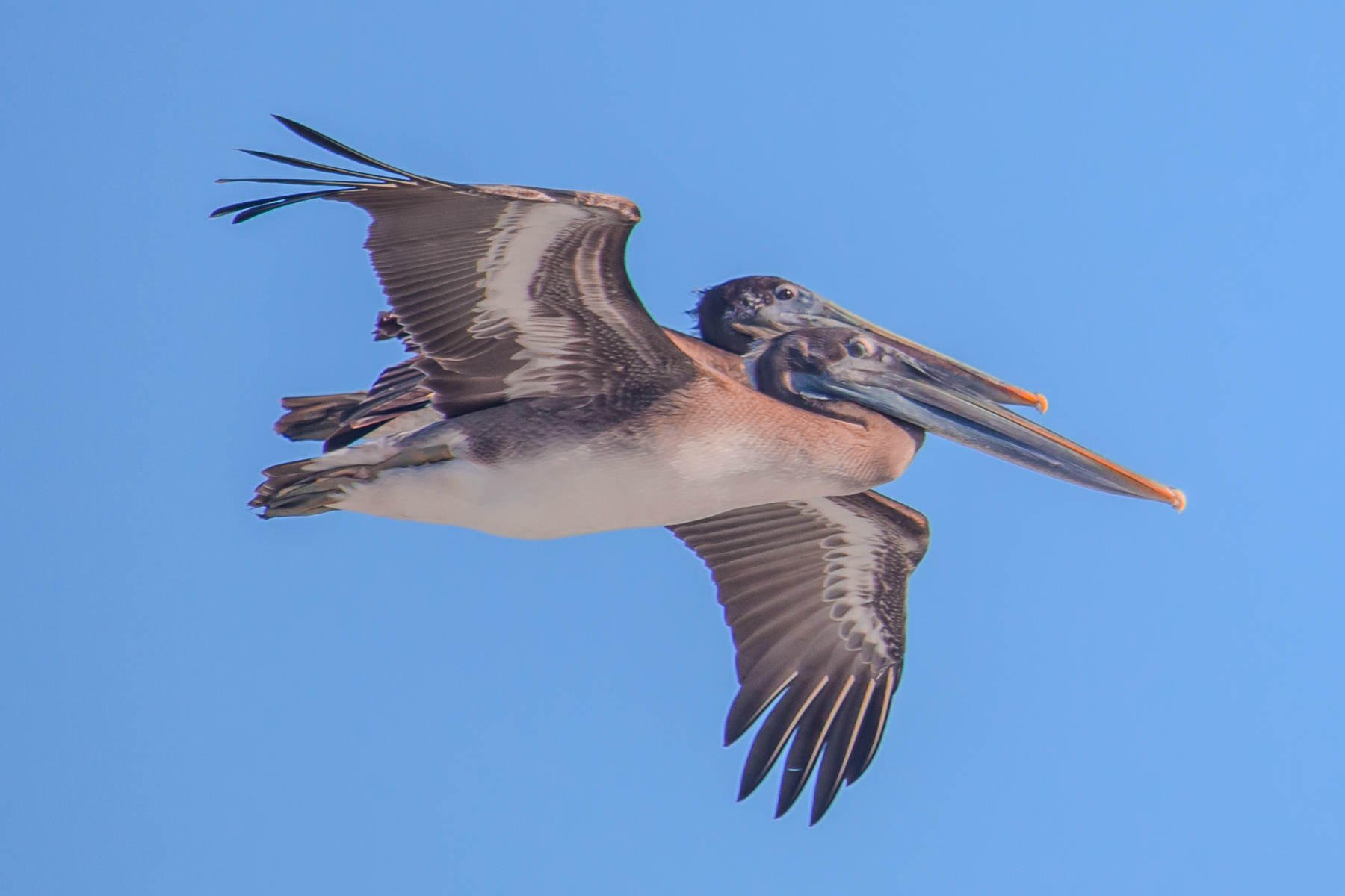 Two Pelicans in Flight 1273