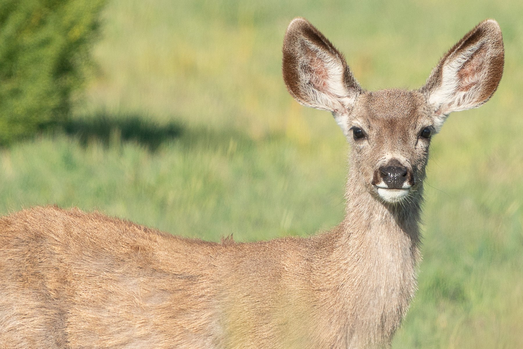 Deer - Lake Casitas 3364