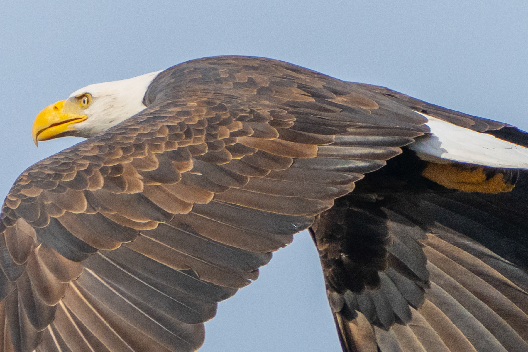 Bald Eagle Female 09877