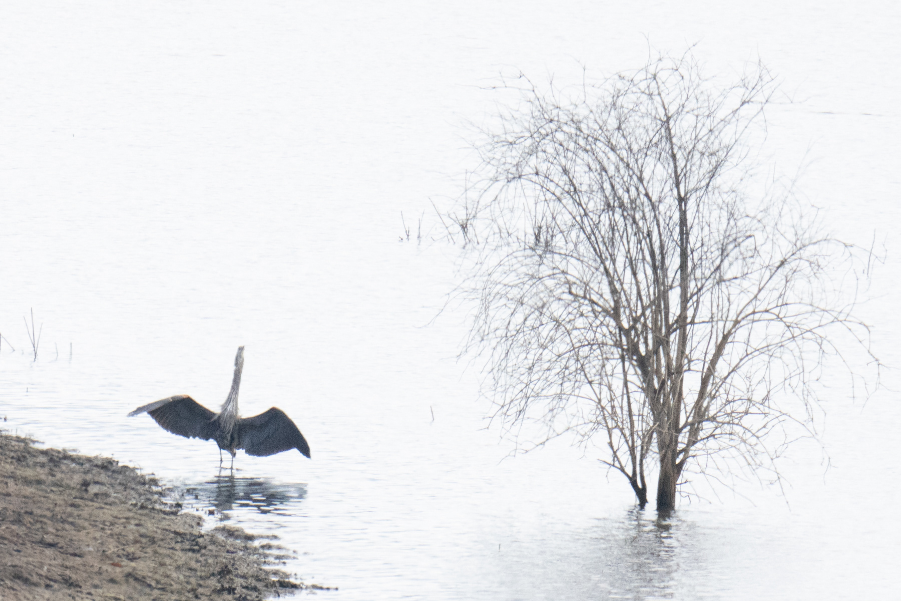Misty Blue Heron and Tree 03396 - Lake Casitas