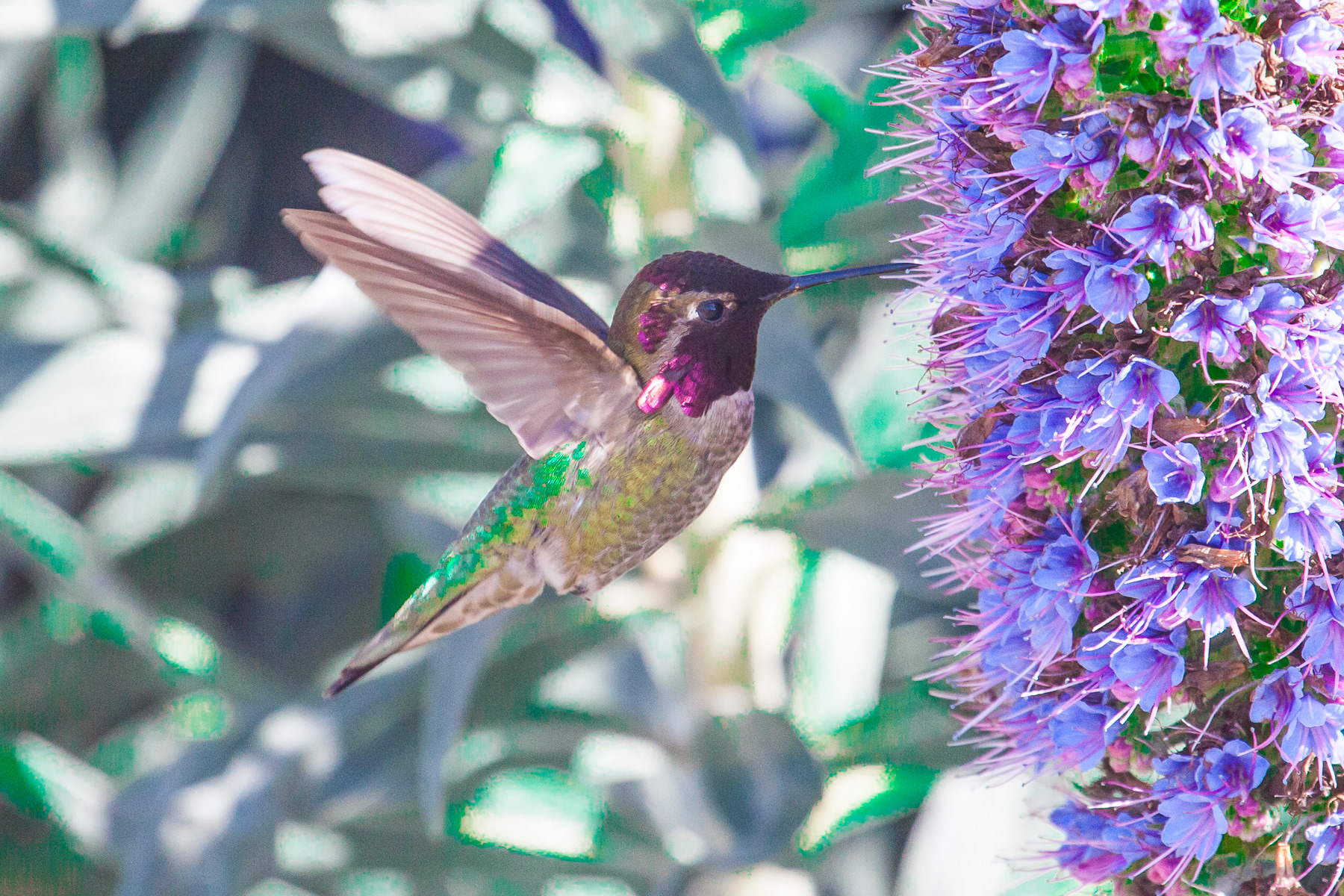 Hummingbird 0036