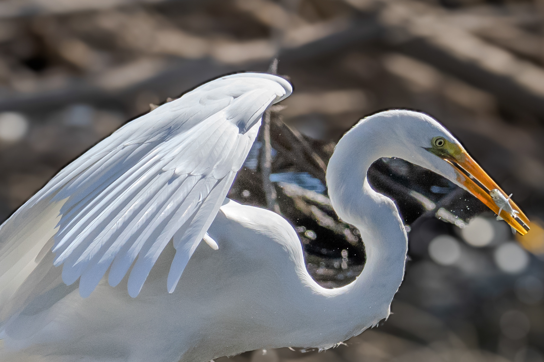 Egret and Fish 01341