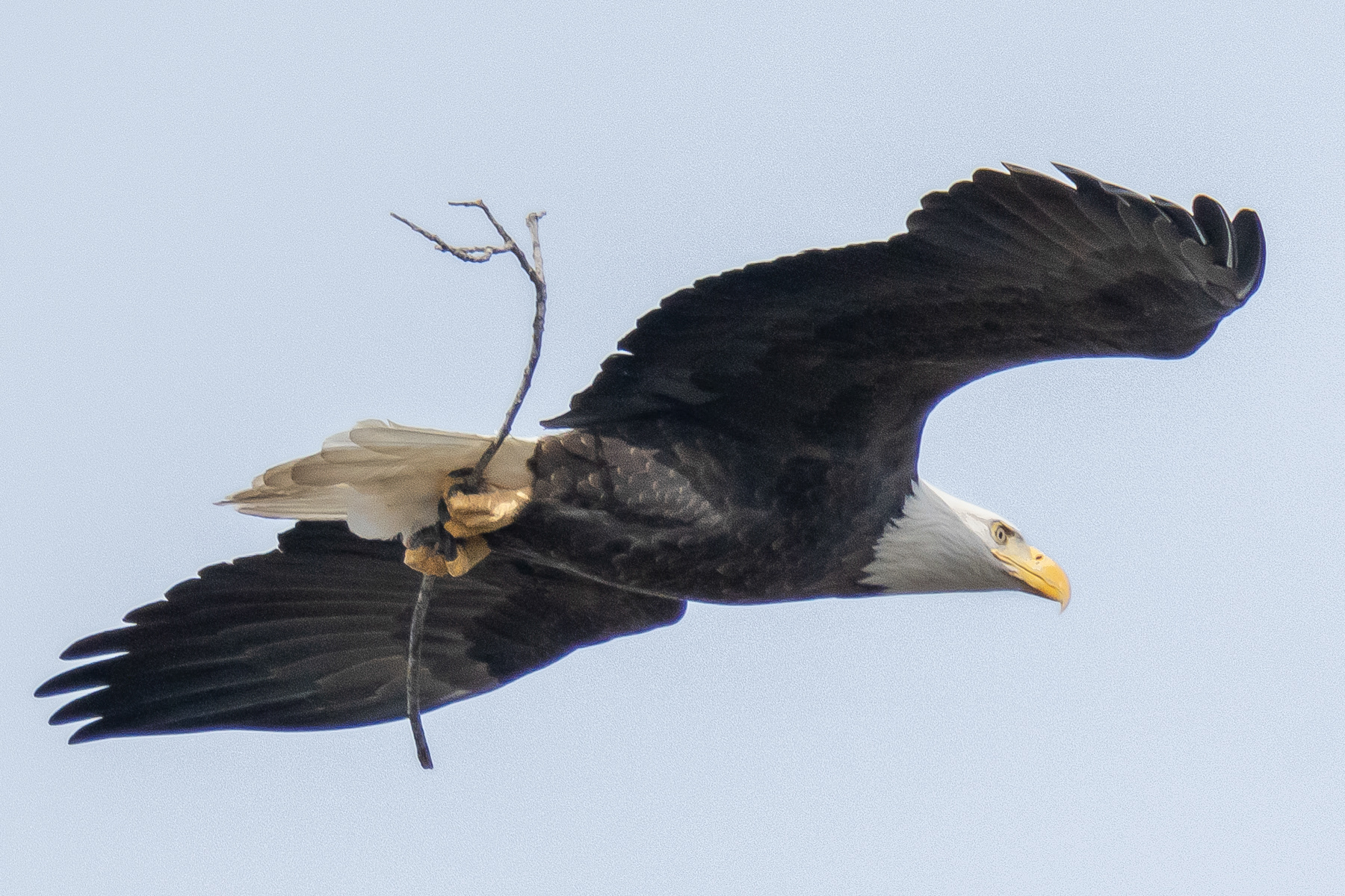 Bald Eagle and Stick 02463