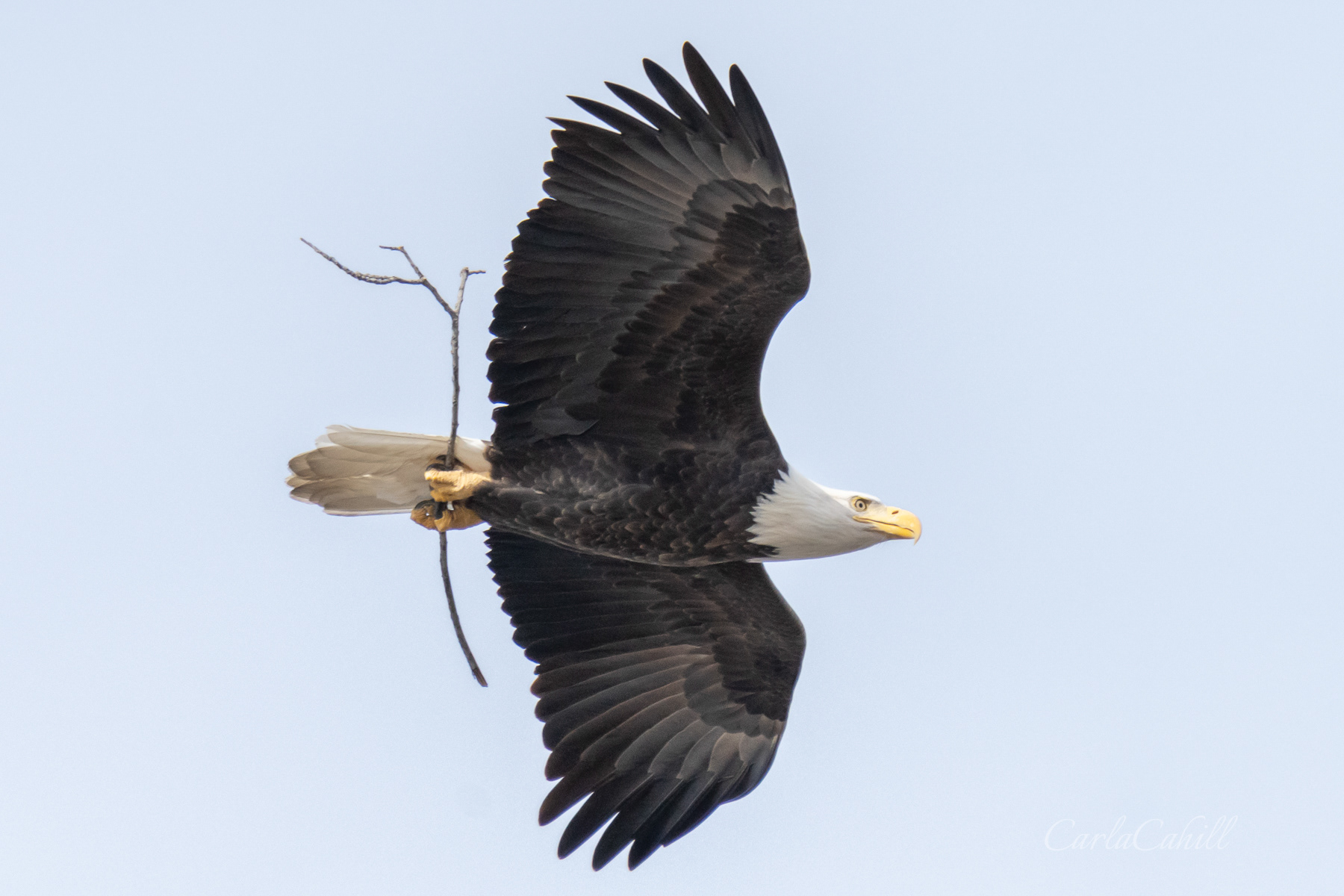 Bald Eagle and Stick 02461