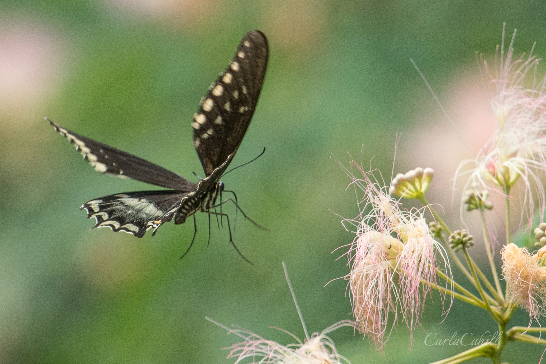 Butterfly and Flower 08514