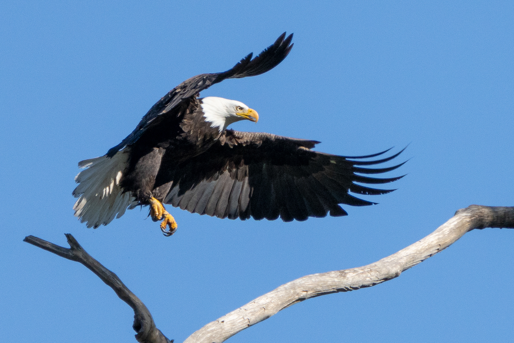 Bald Eagle Landing 04564