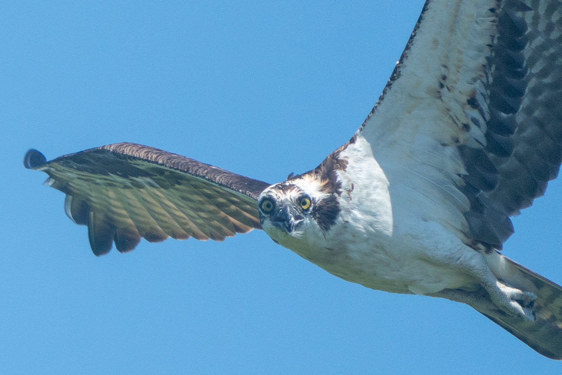 Osprey in Flight 06313