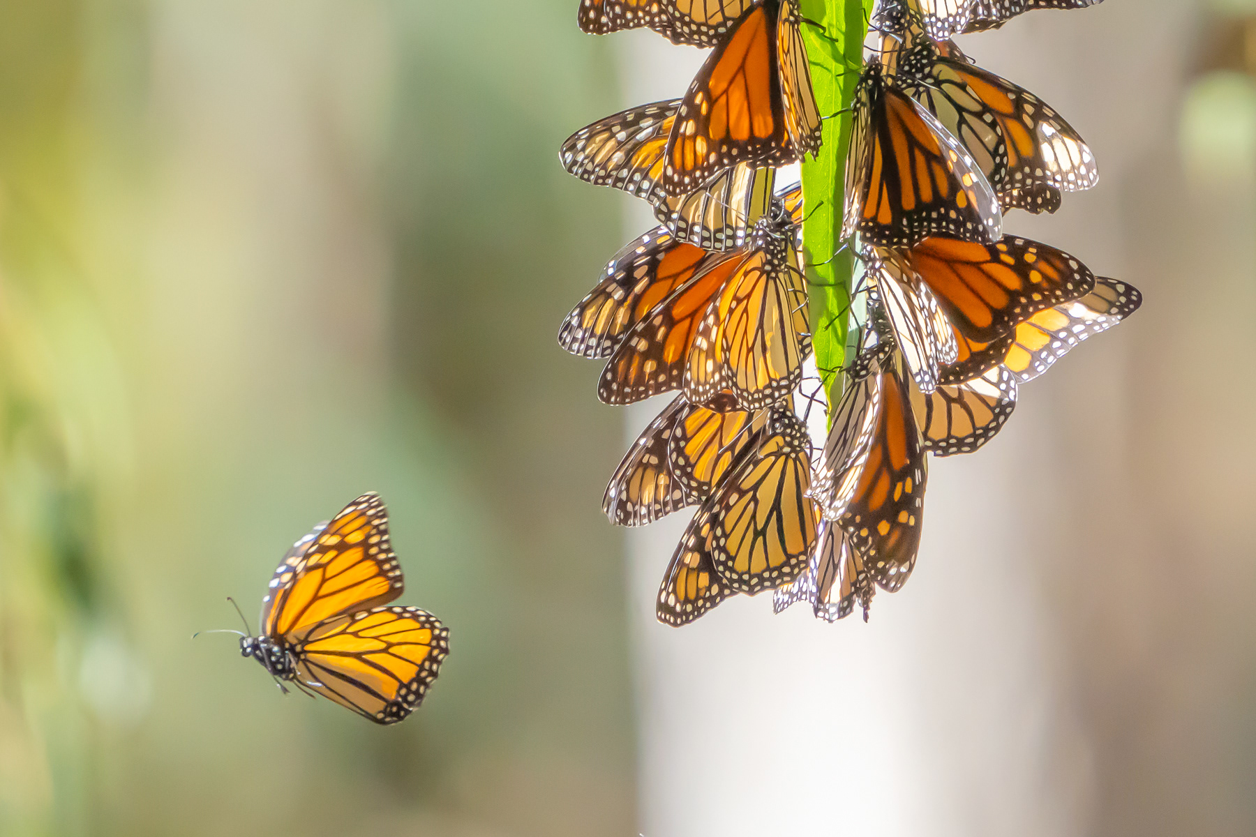 Butterfly - Monarchs 09705