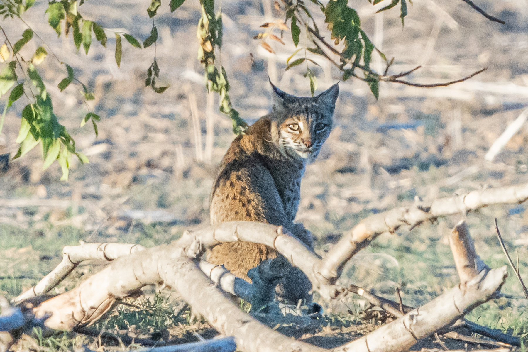 Bobcat 04172
