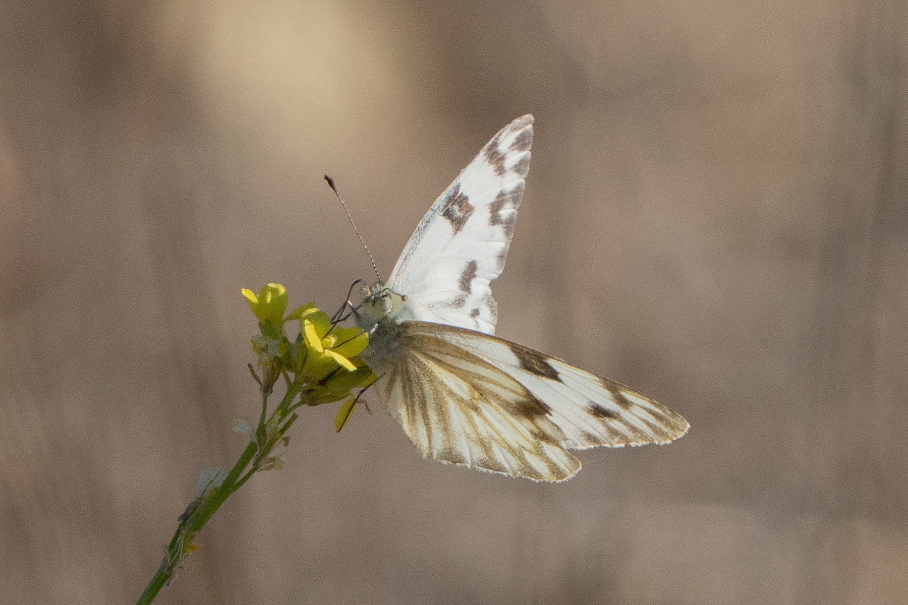 Butterfly and Flower 09541