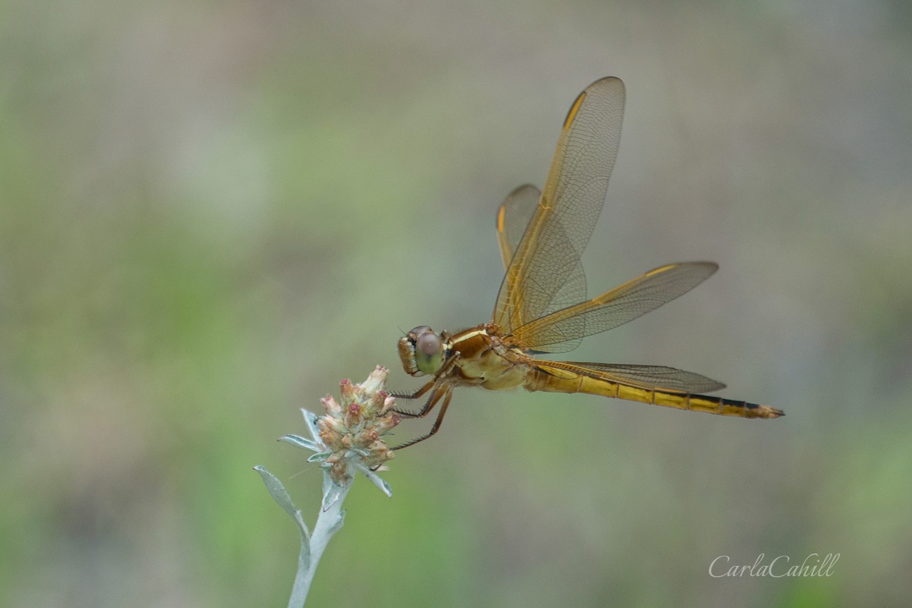 Dragonfly 05335