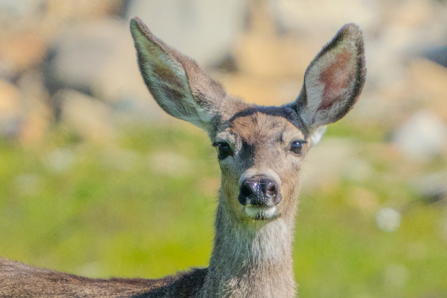 Deer - Lake Casitas 3364