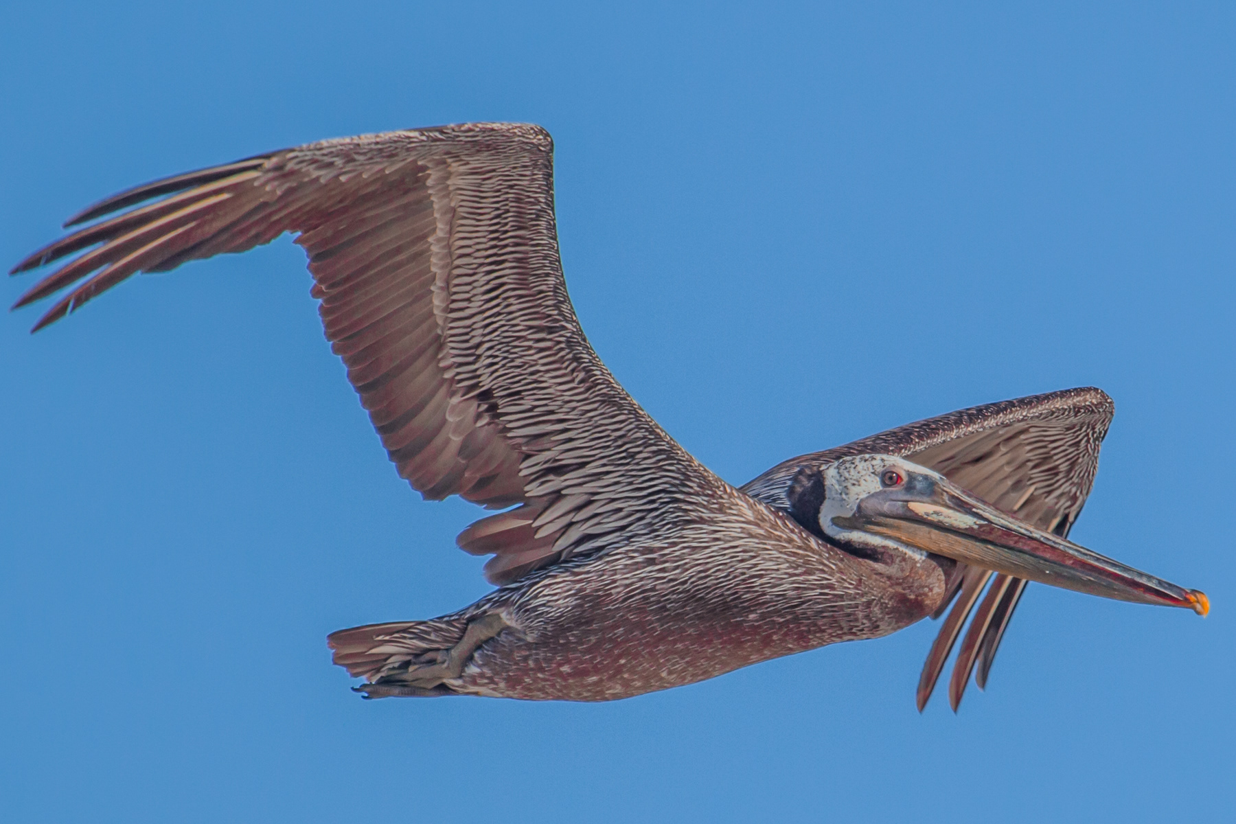 Pelican in Flight 1255