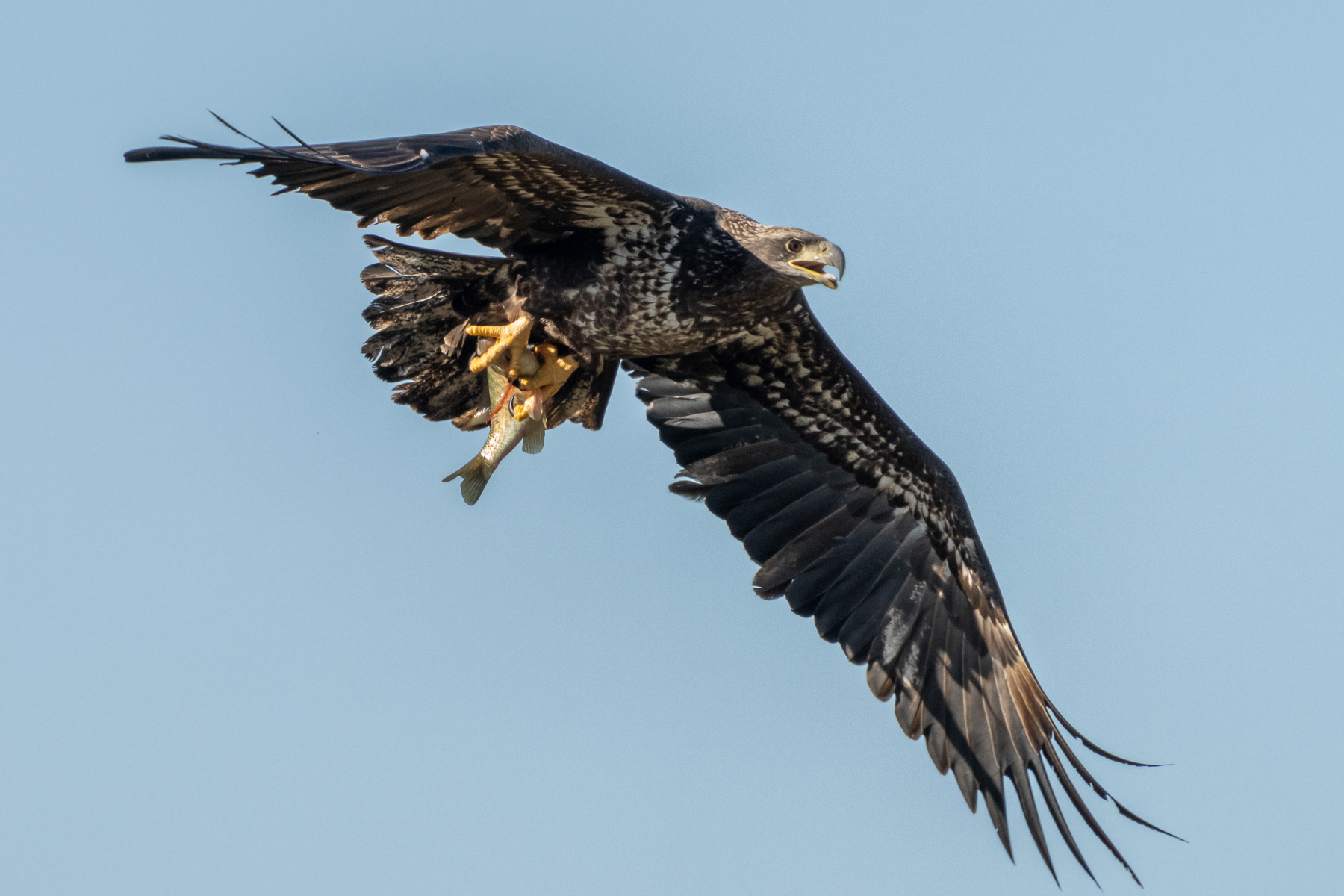 Bald Eagle Juvenile and fish 03376