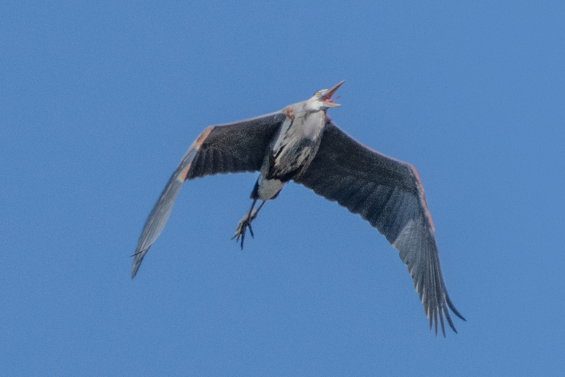 Heron in Flight 03759