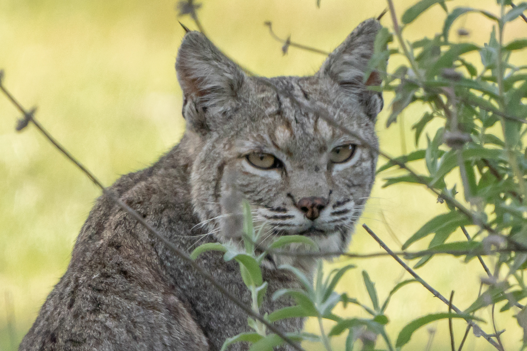 Bobcat 05428