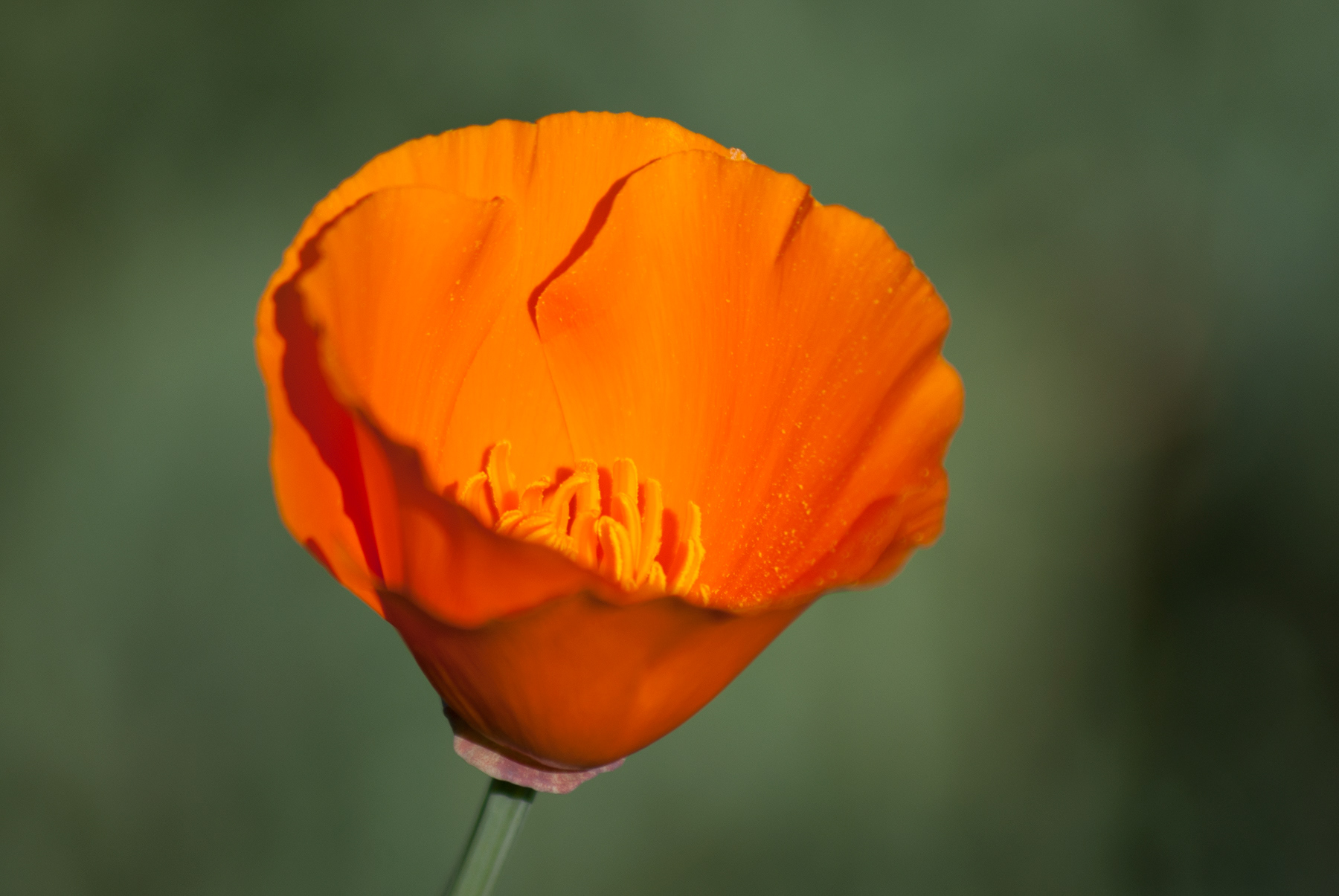 California Poppy 02915