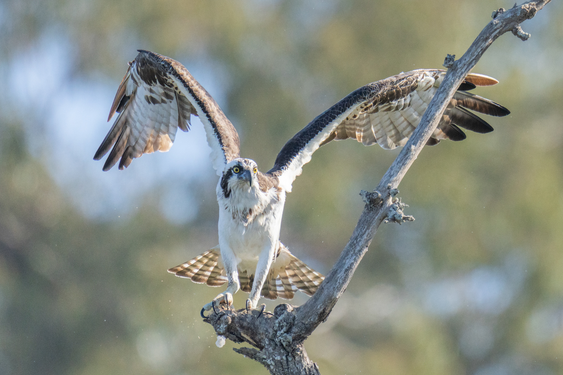 Osprey 09768
