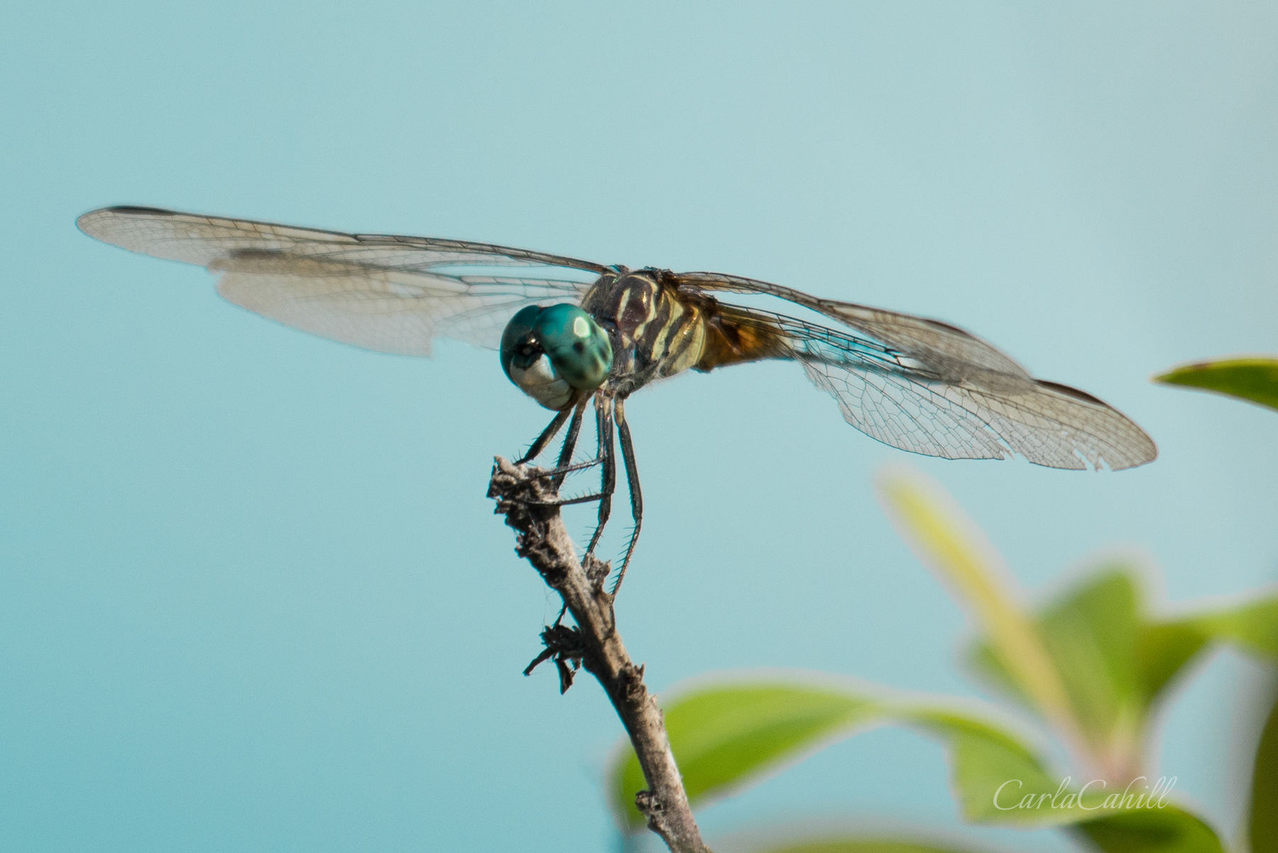 Dragonfly 08566