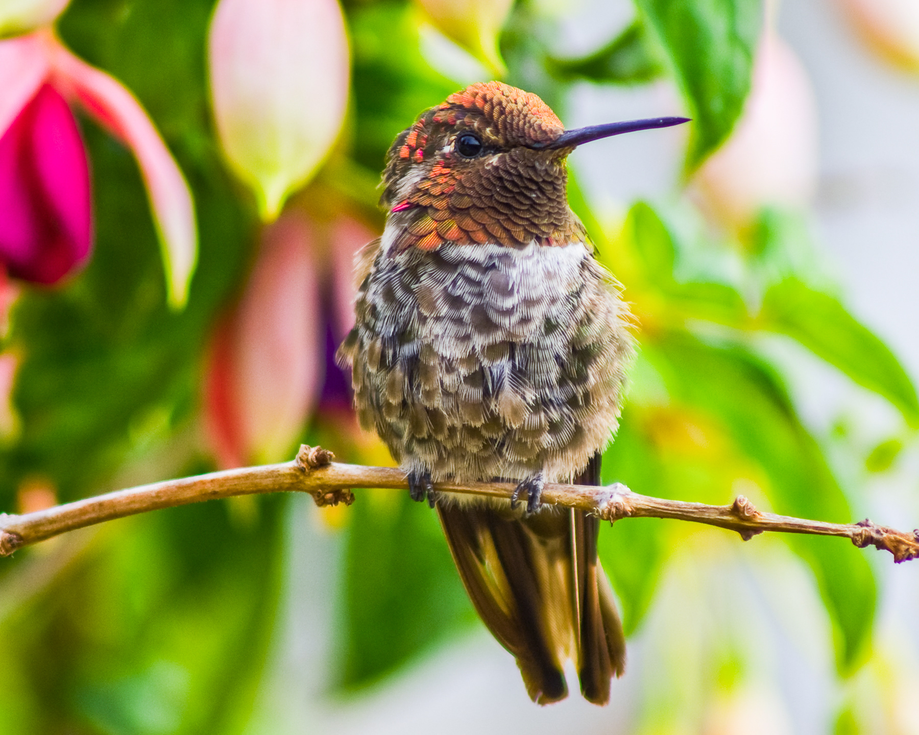 Hummingbird  01781