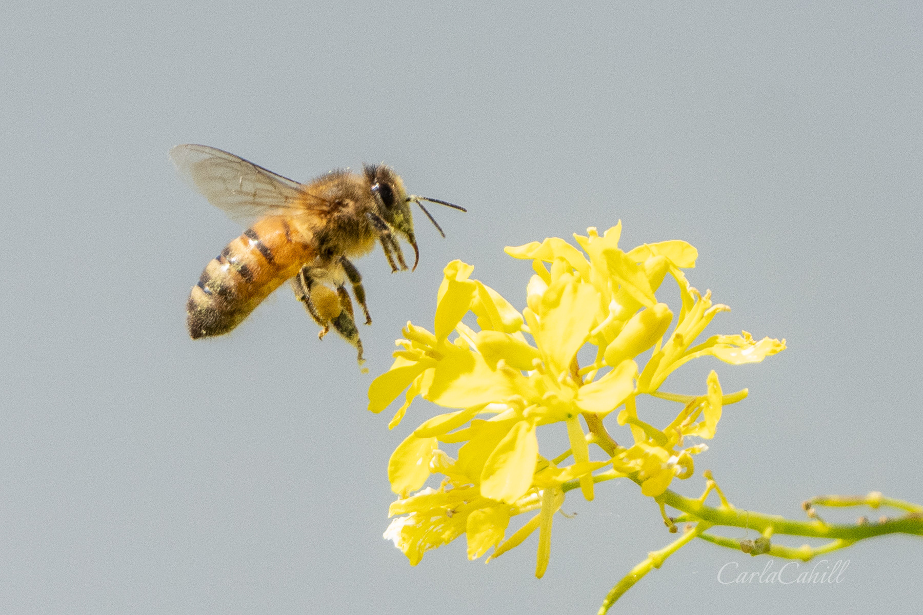  Bee and Flower 04893