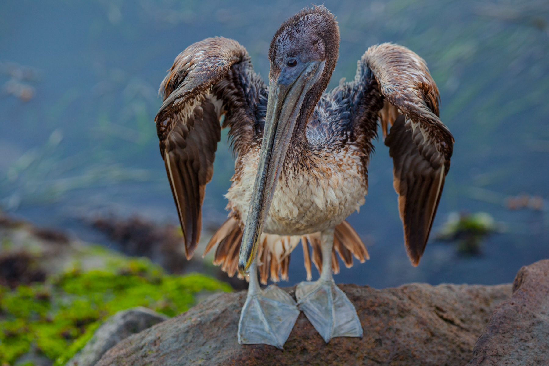 Pelican Point Dume 5646