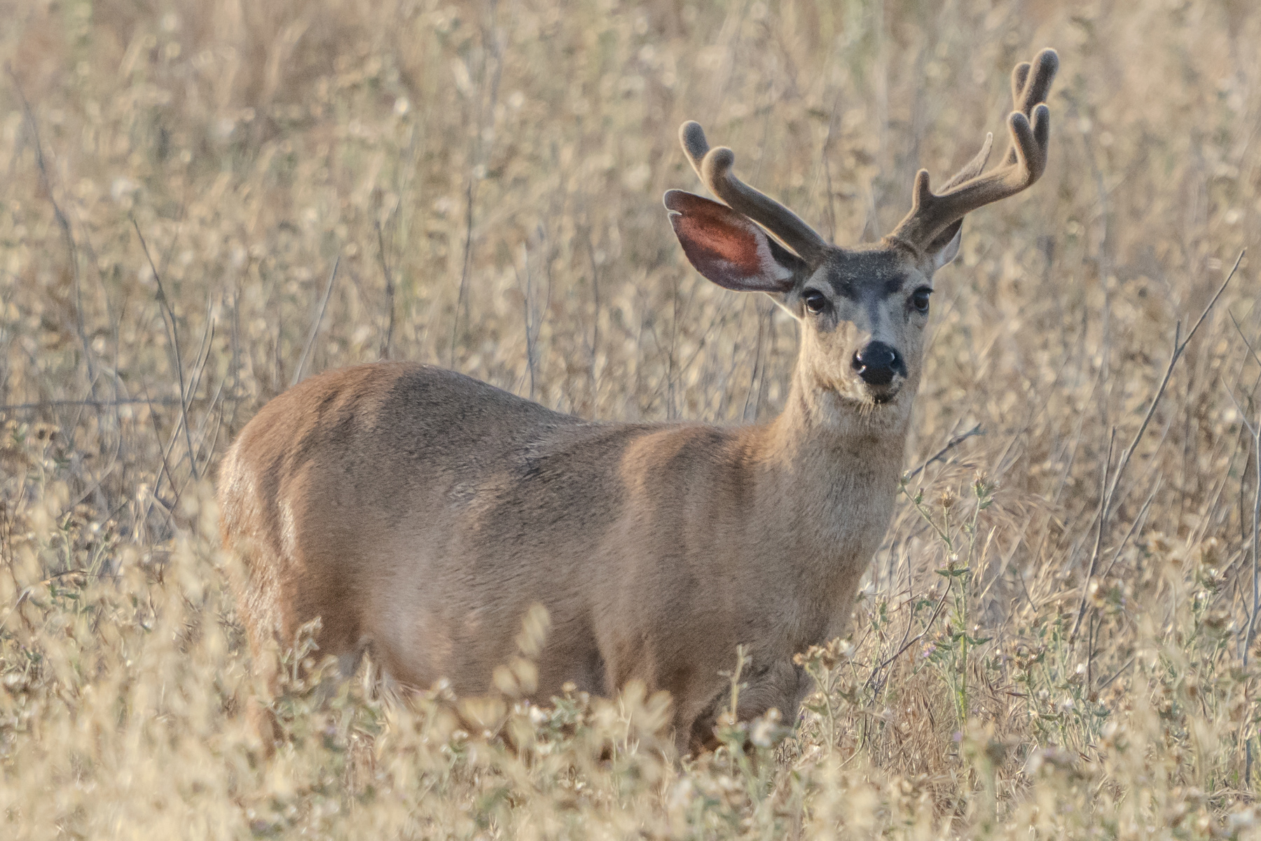 Deer - Buck - Lake Casitas 08223