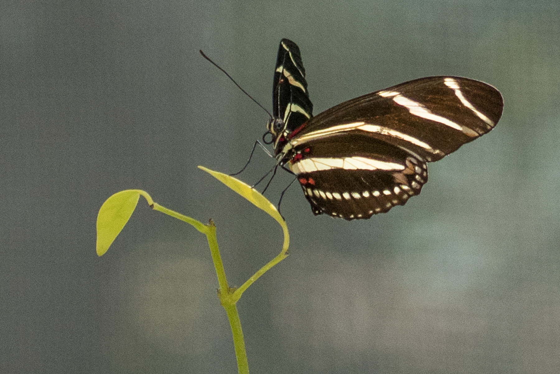 Butterfly and Flower 08040