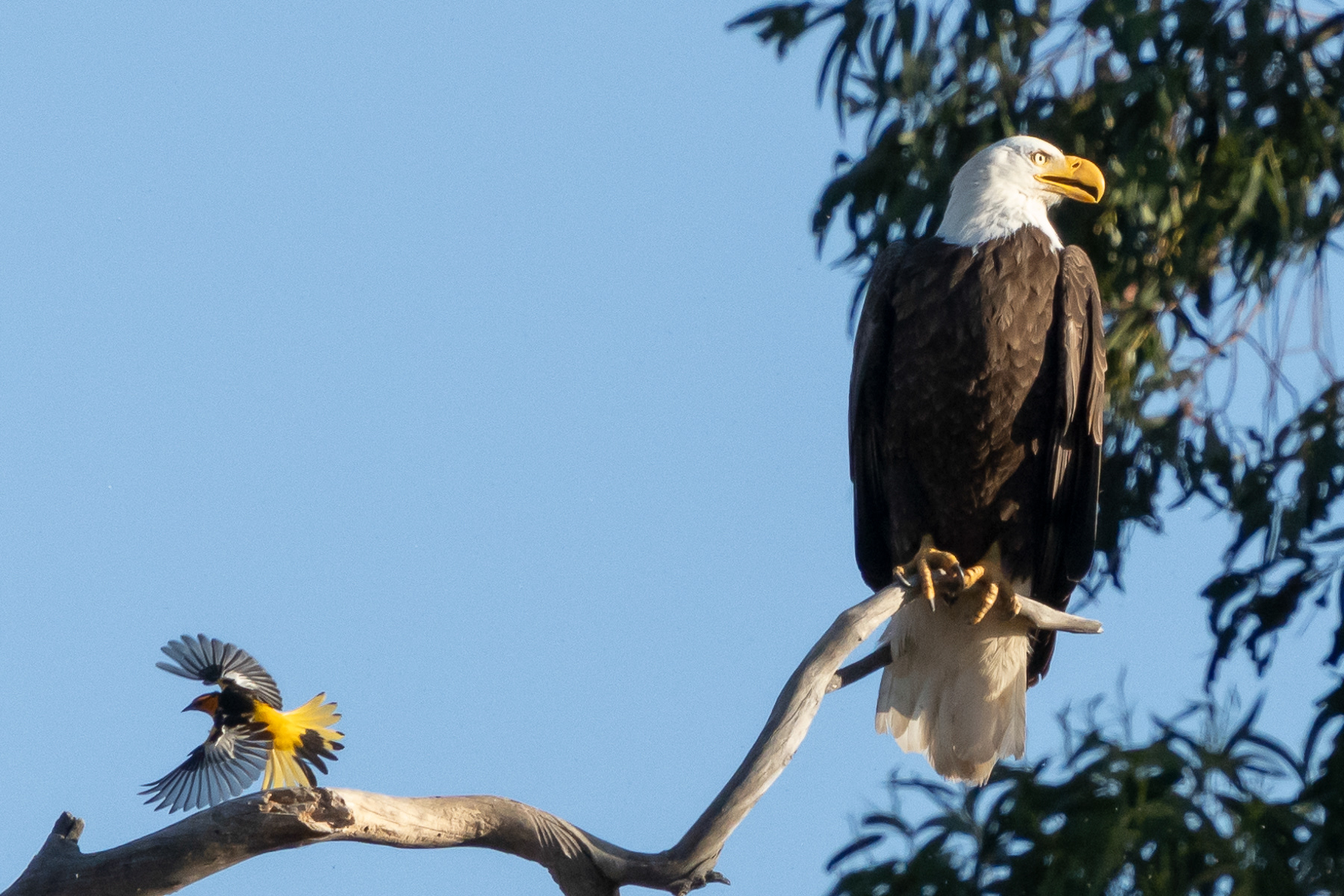 Bald Eagle and Oriole 08468