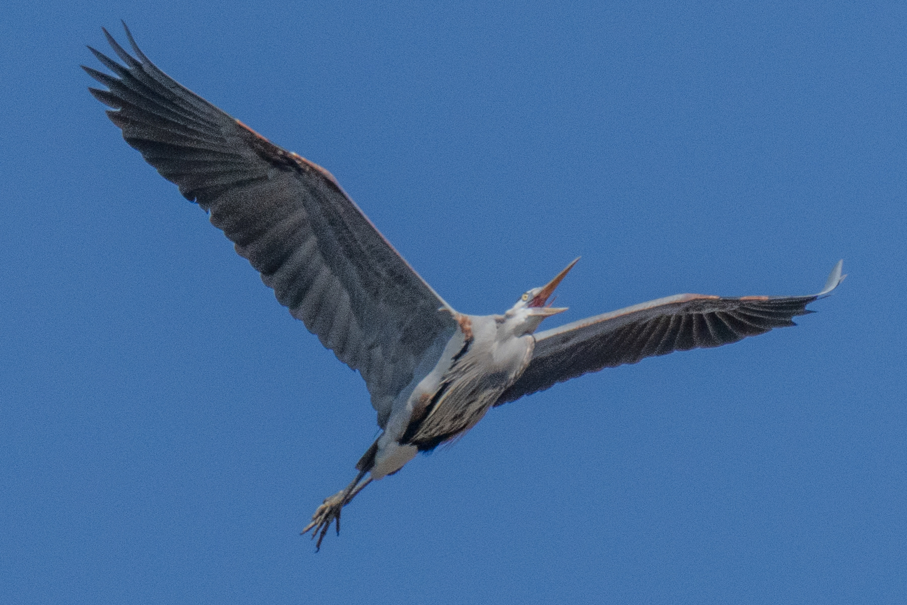 Heron in Flight 03761