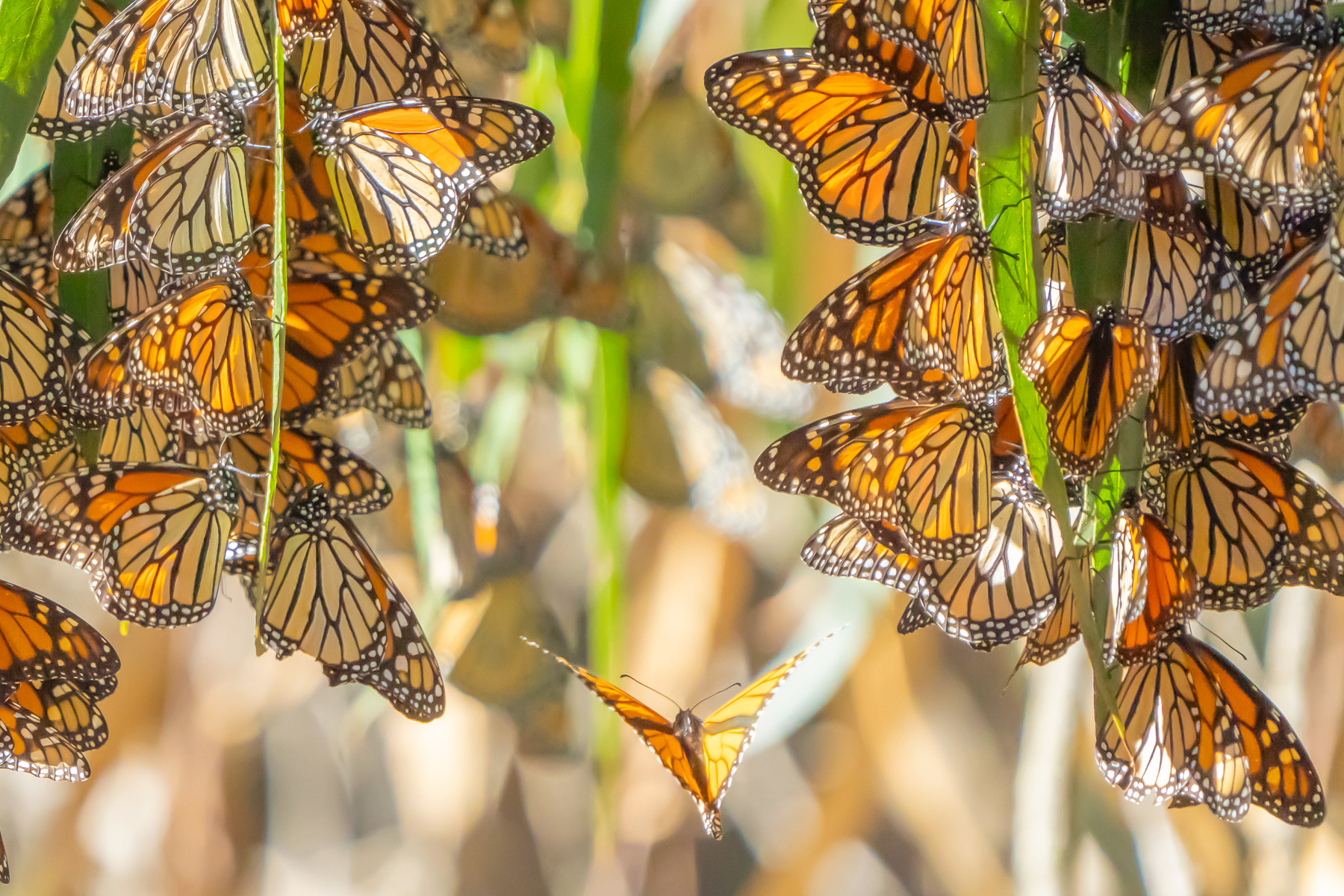Butterfly - Monarchs 09734