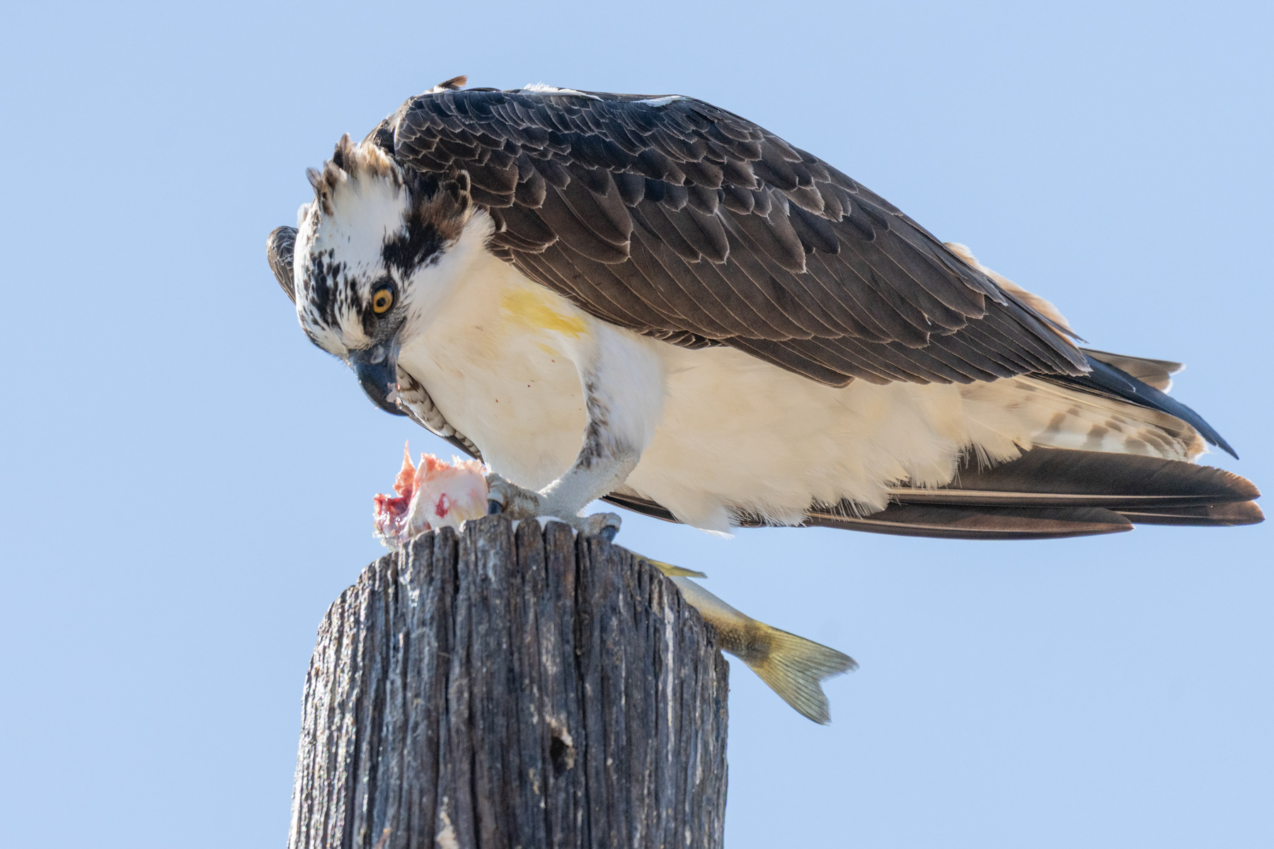 Osprey and Fish 09396