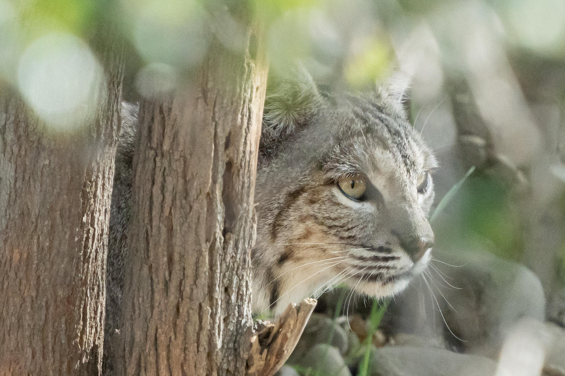 Bobcat 05490