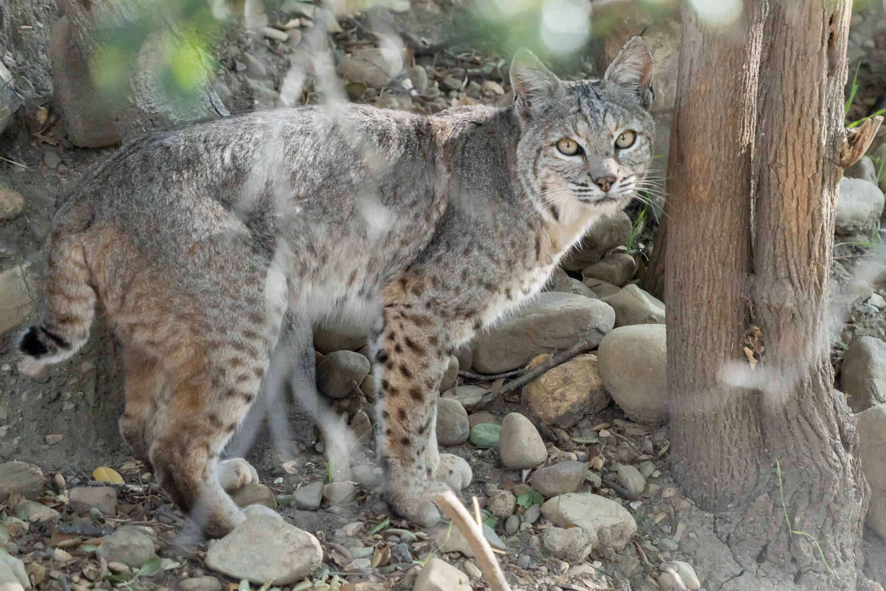 Bobcat 05485