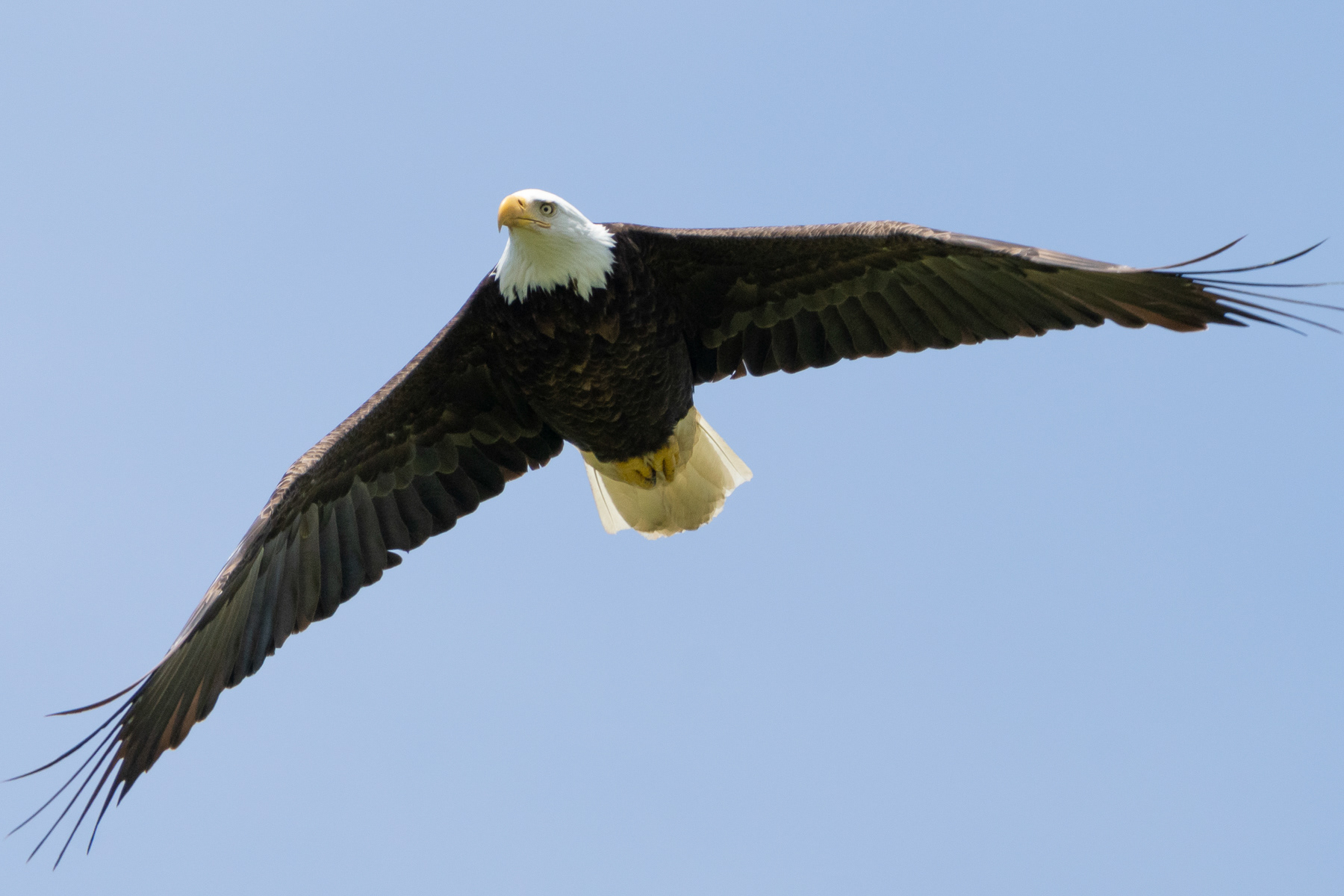 Bald Eagle 03397