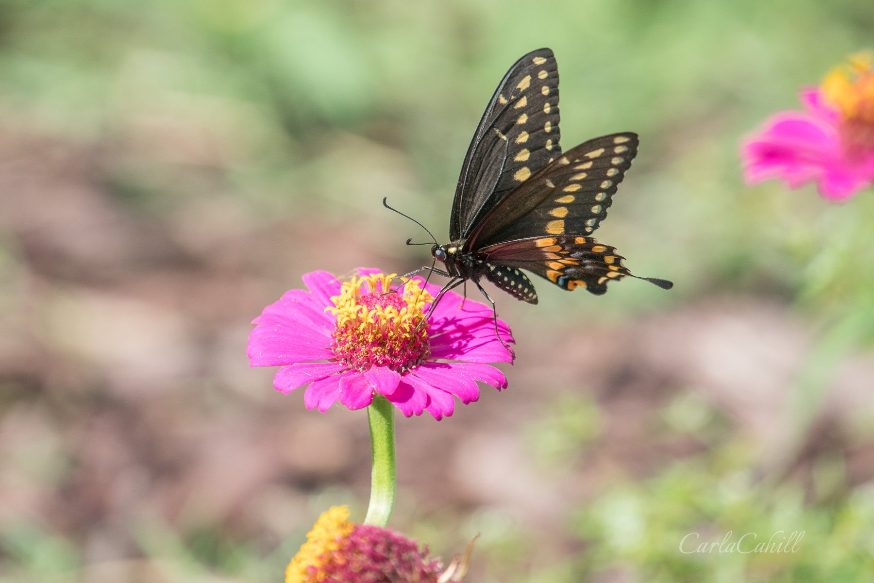 Butterfly and Flower 08549