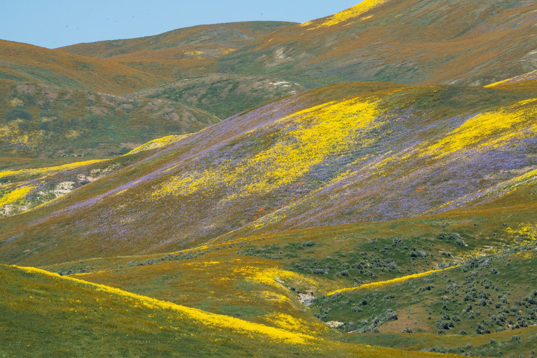 Superbloom - Carizzo Plains 05400
