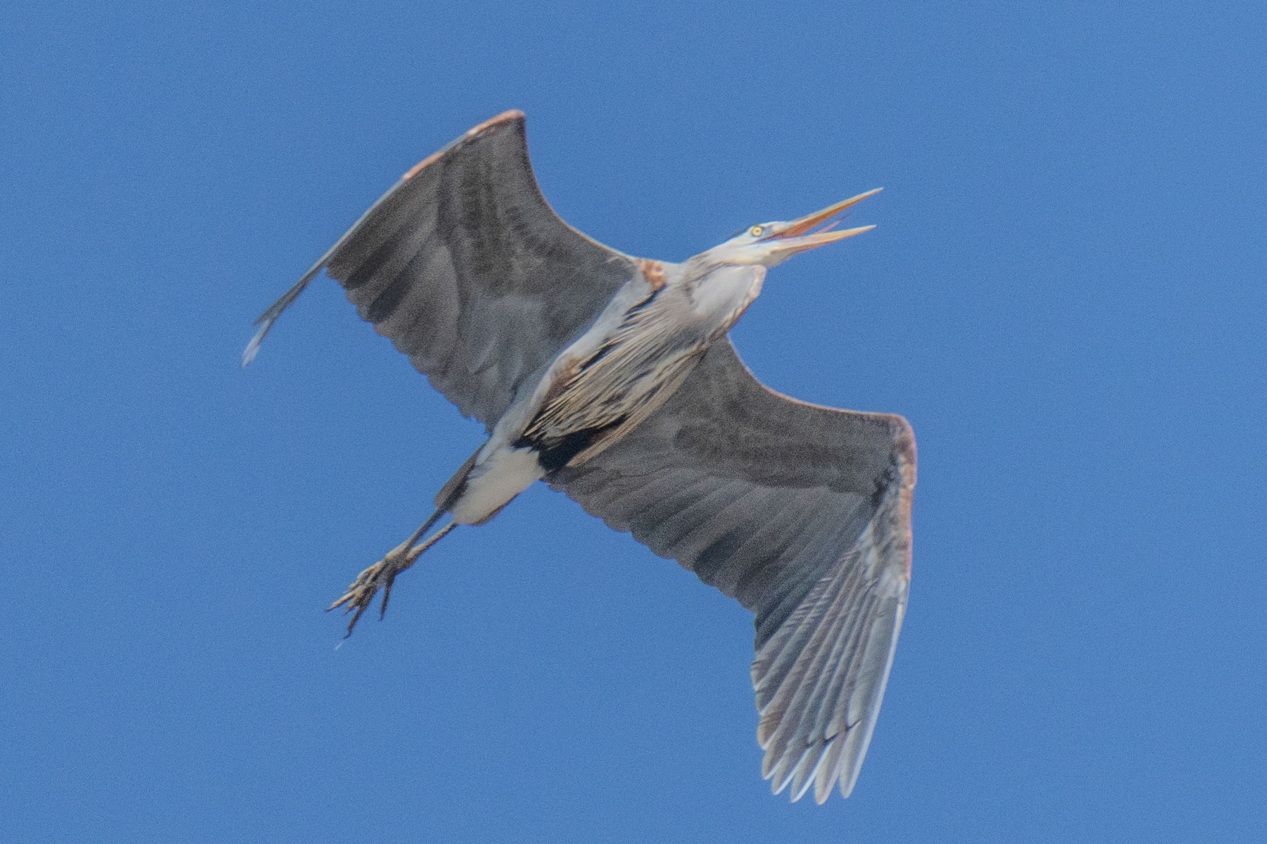 Heron in Flight 03765
