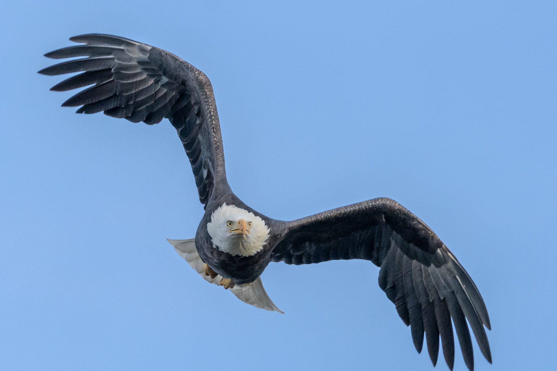 Bald Eagle 02228
