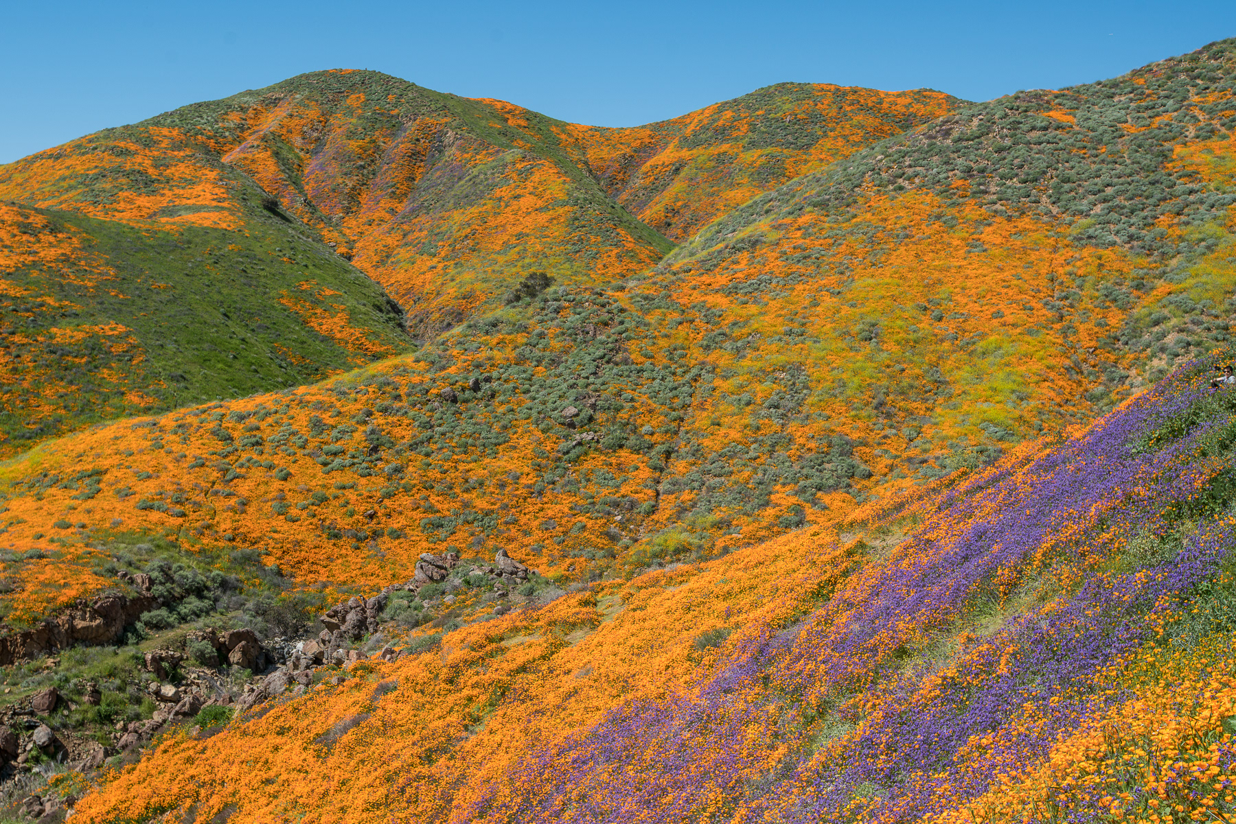 Superbloom - Lake Elsinor 01989