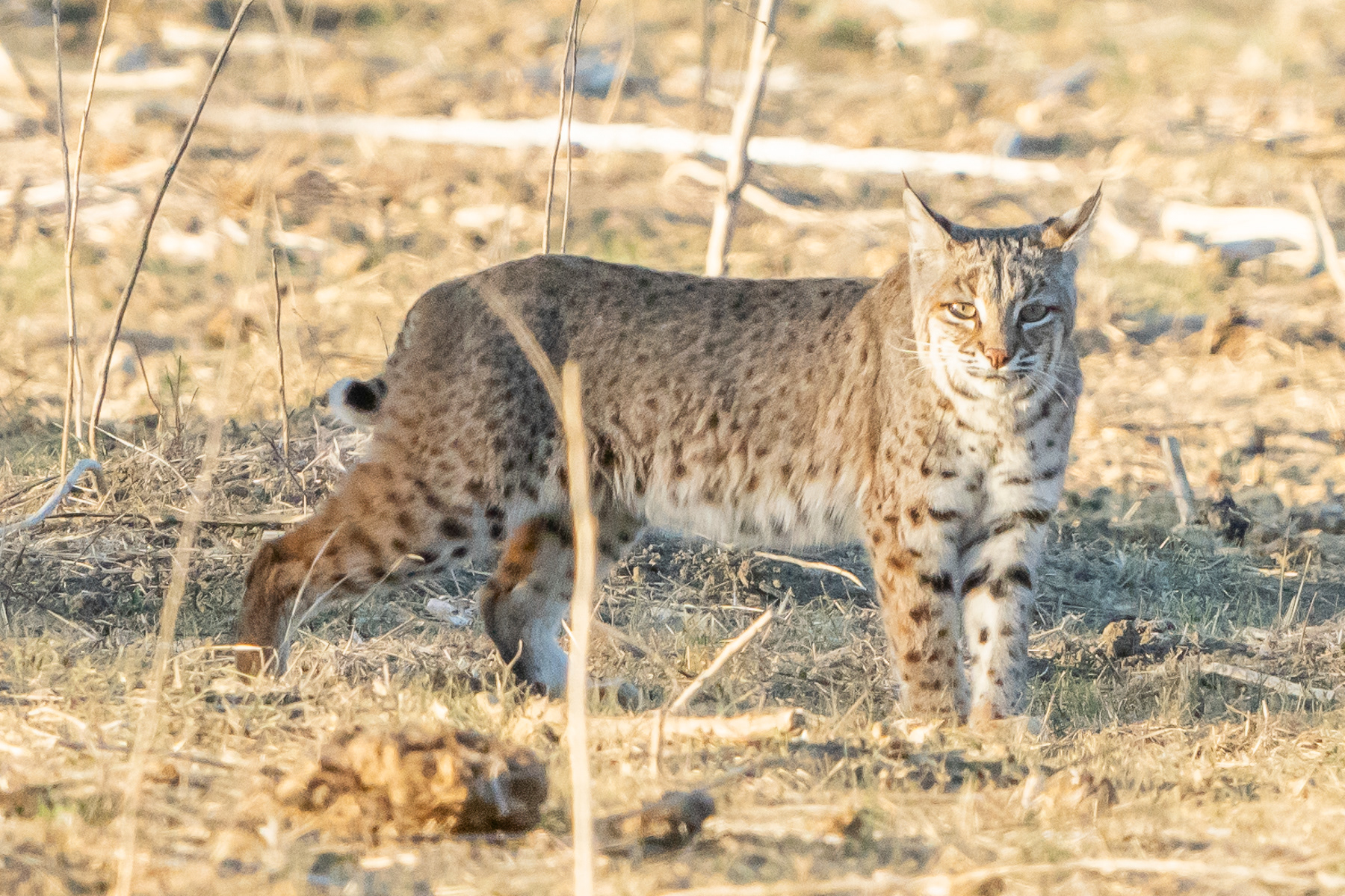 Bobcat 04081