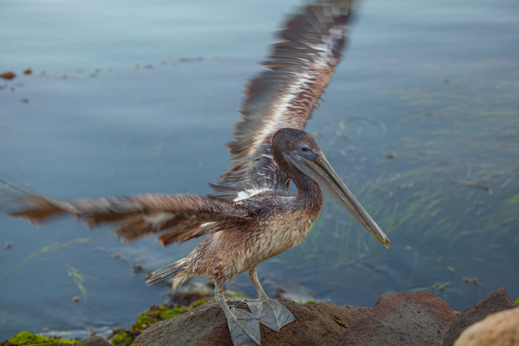 Pelican Point Dume 5652
