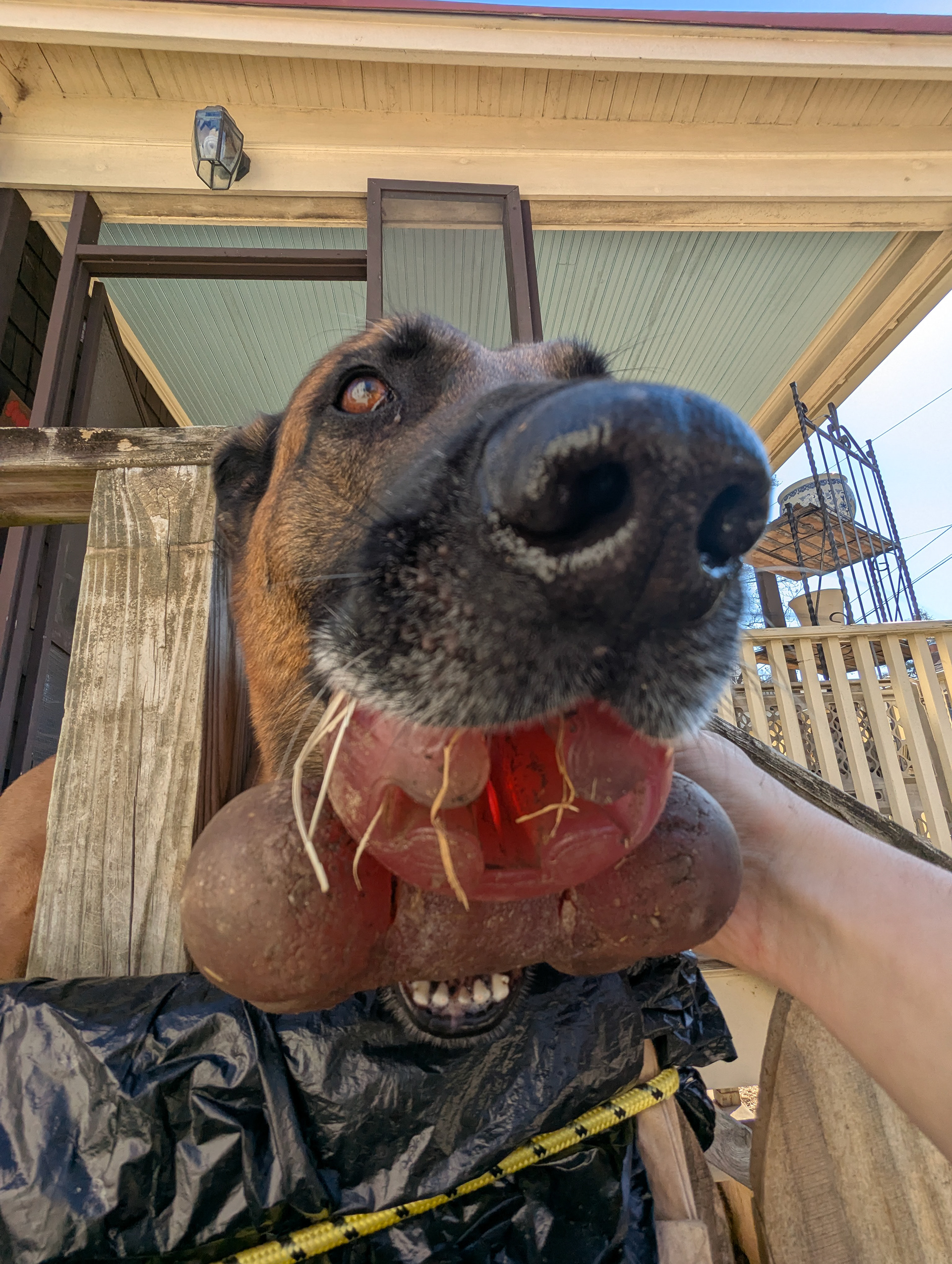 no shit fugazi dog