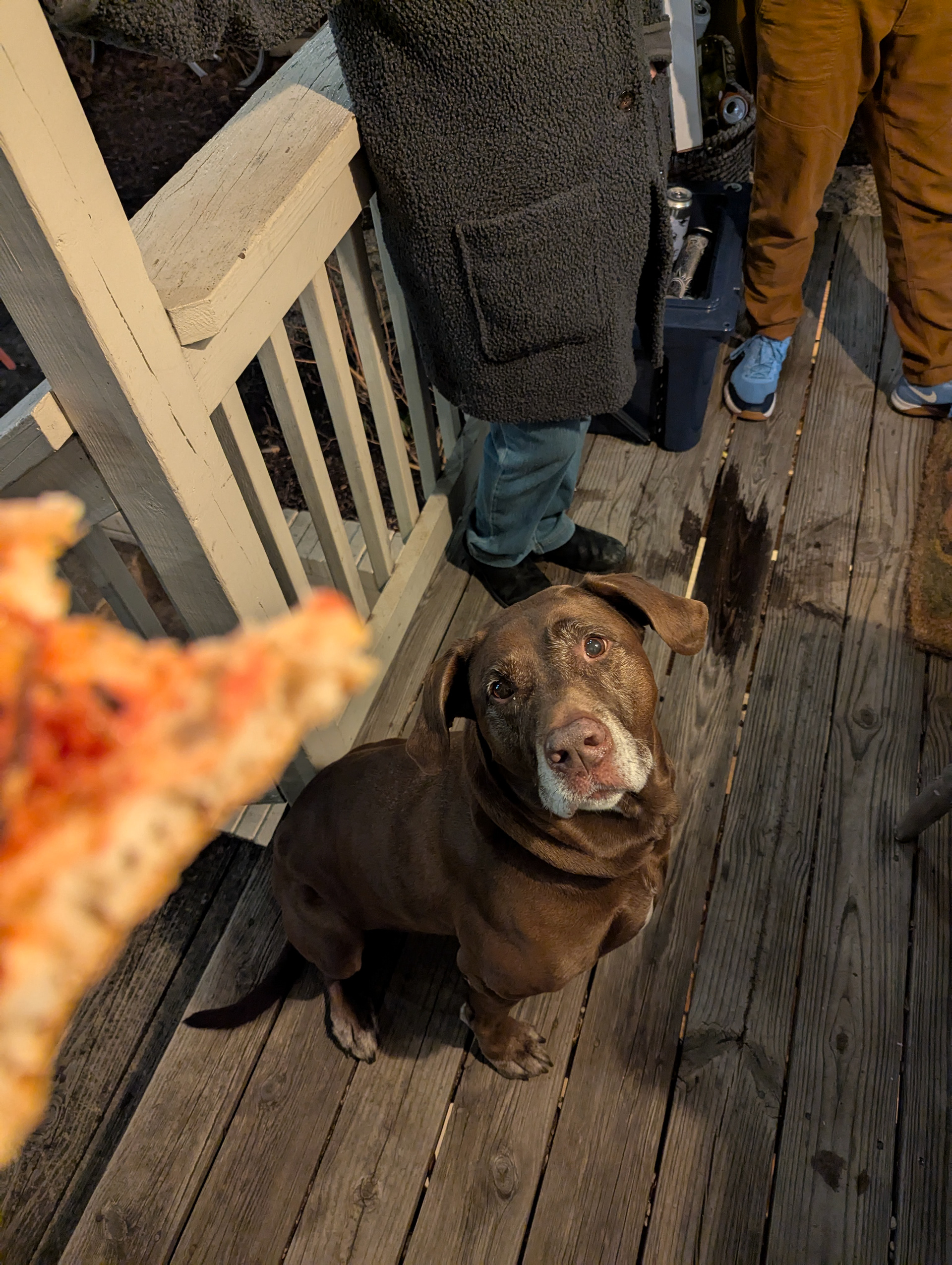 hungry dog