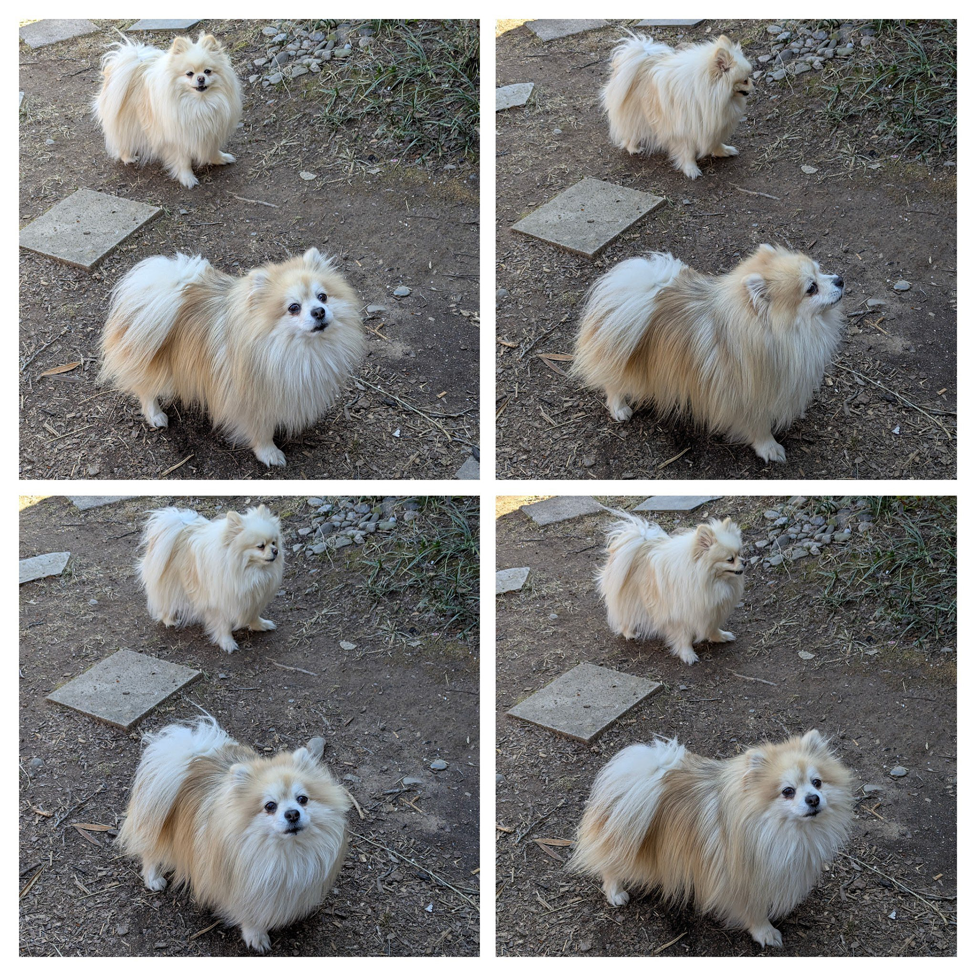 dogs