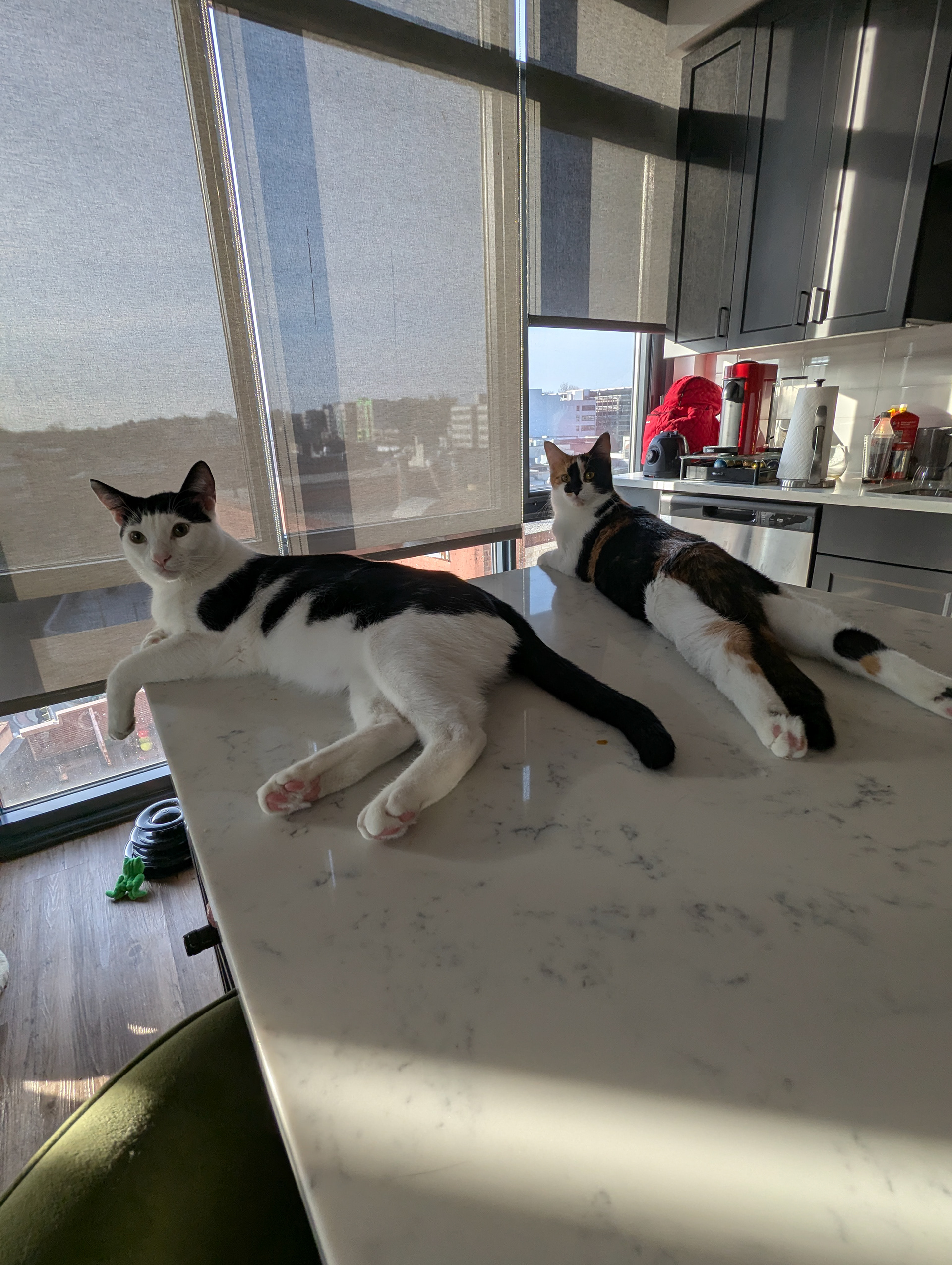 MORE TOUR CATS
