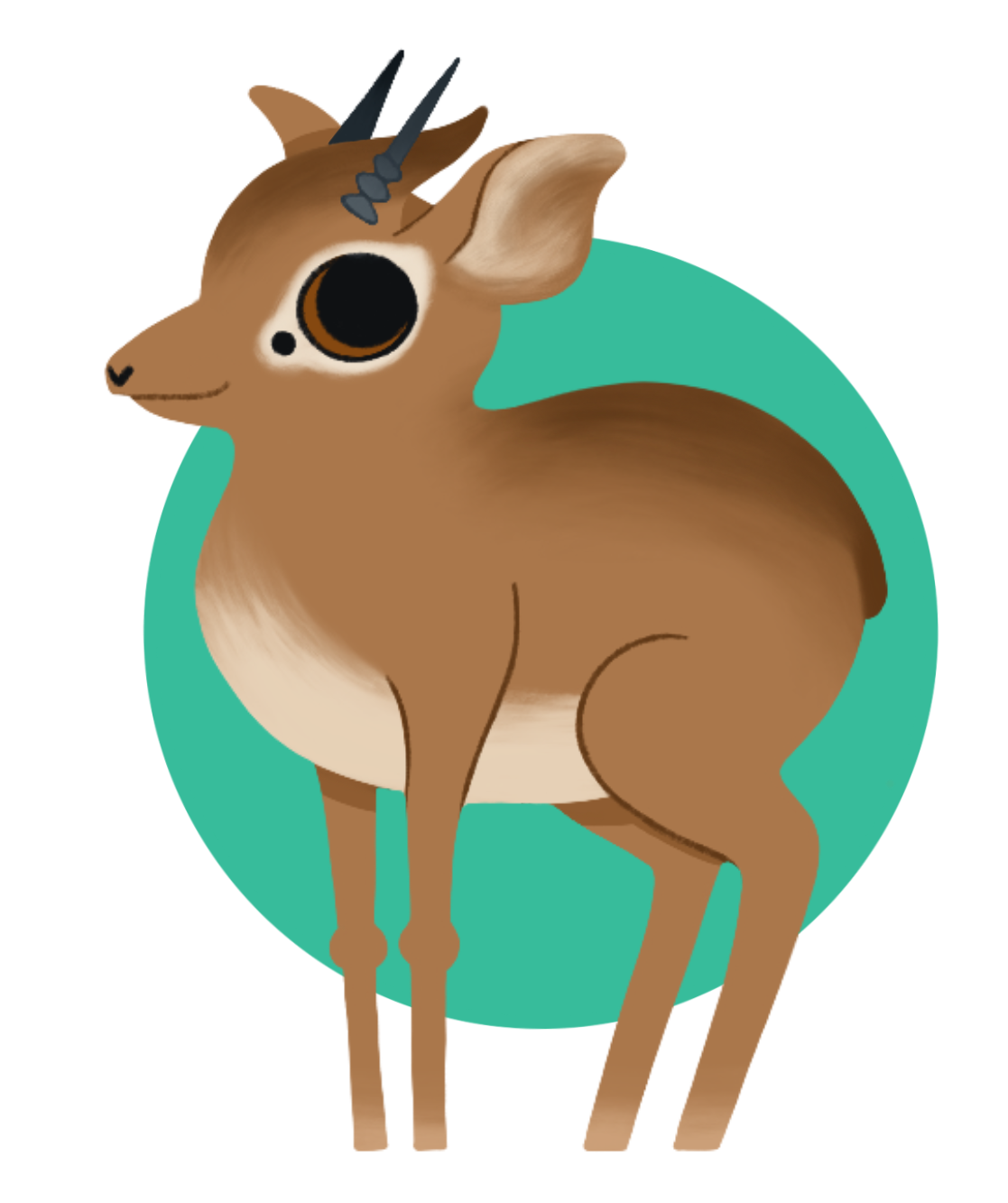 dikdik
