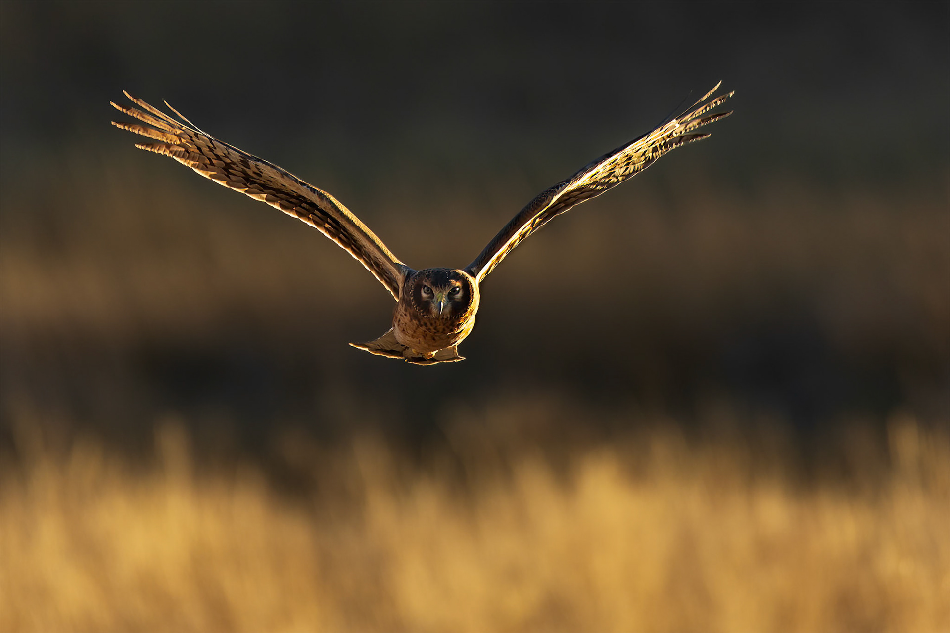 Flight of the Harrier