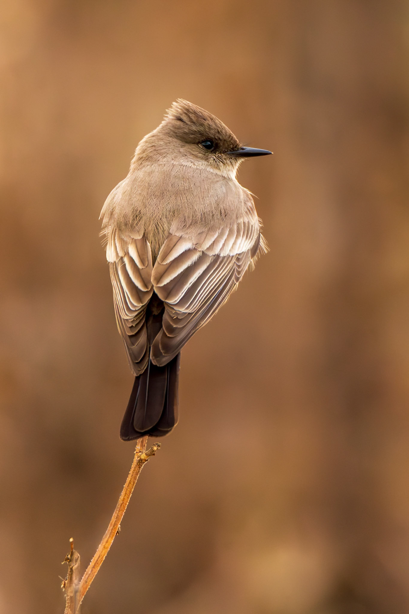 Stike A Pose