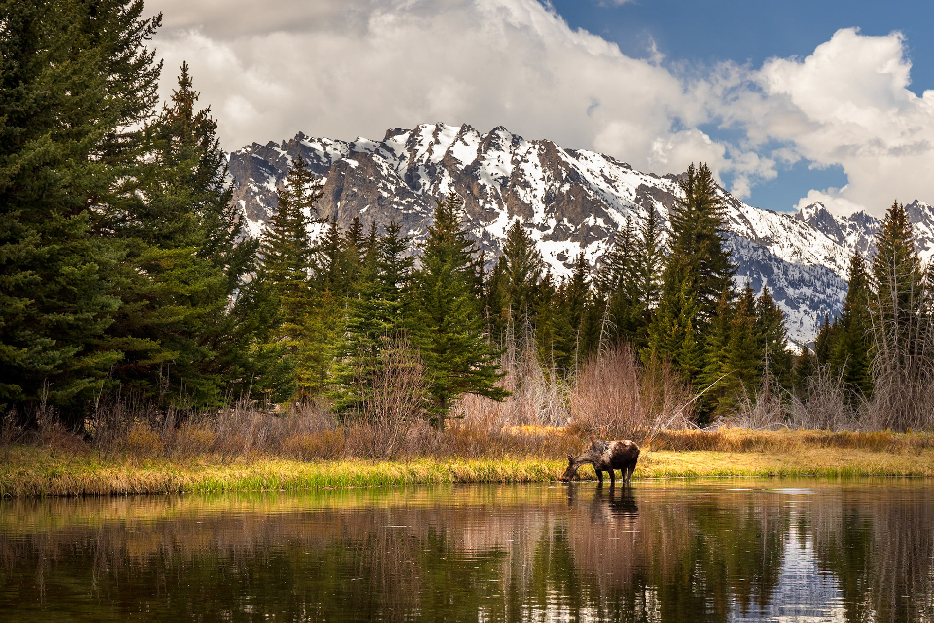 A hungry moose grazing after a long winter.